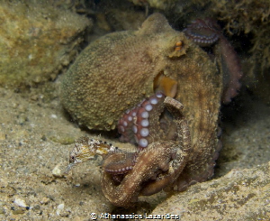 David vs Goliath  - Sea-horse vs Octopus by Athanassios Lazarides 